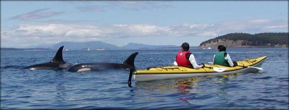 Enjoy sea kayaking