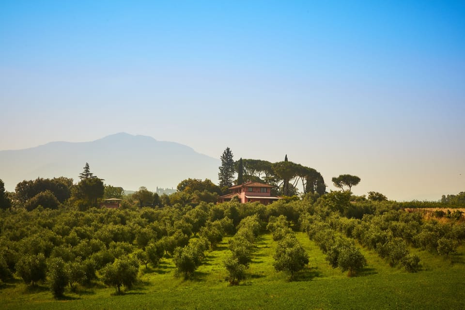 View of the Villa surrounded by its olive grove.