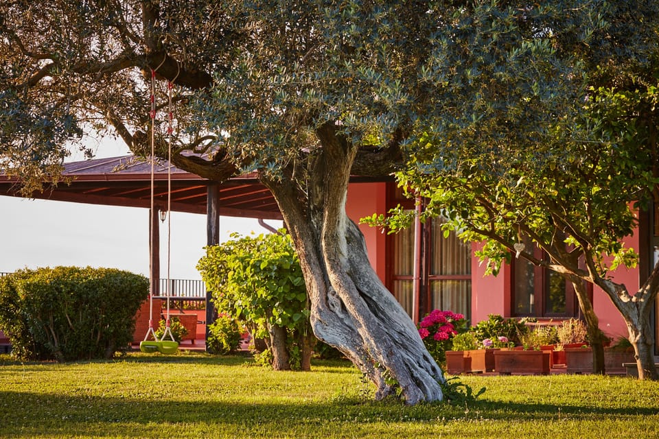 Villa private garden and one of its century-old olive trees.