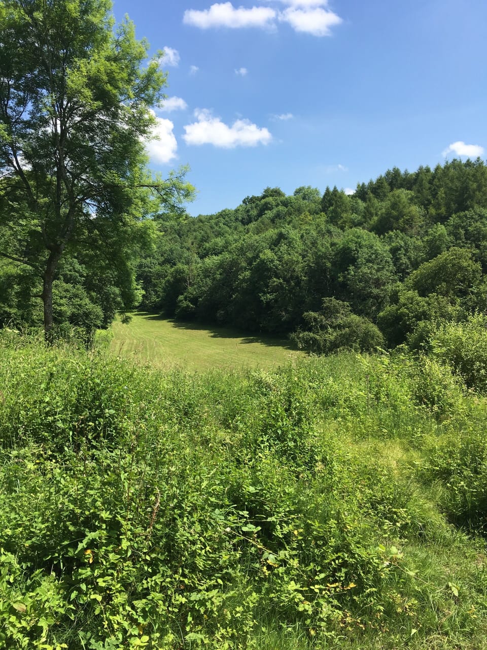 Local walk.