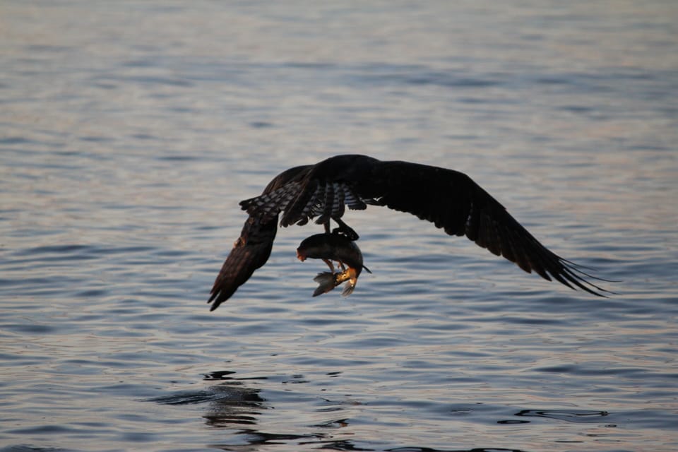 An osprey catching a trout off our beach