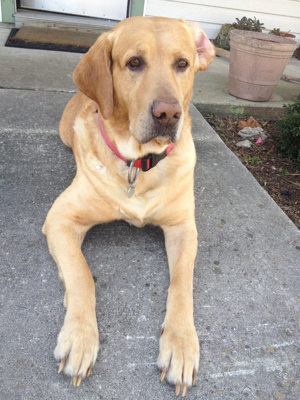 Pets of all sizes are welcome. Winny is 130lbs of love. Clean up and leash!