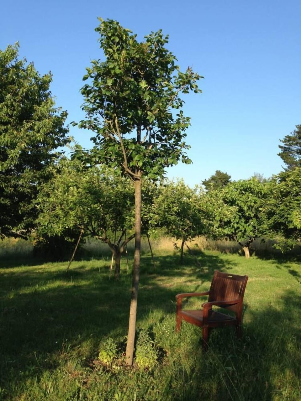 the garden