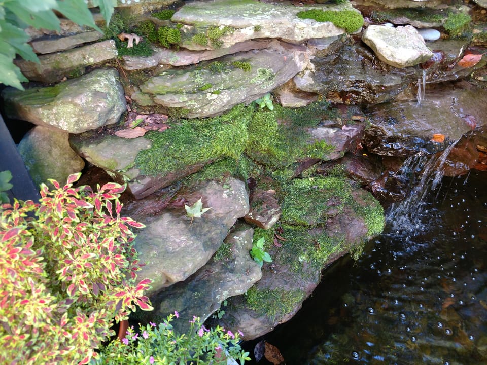The pond and stone waterfall bring the sights & sounds of nature to your stay