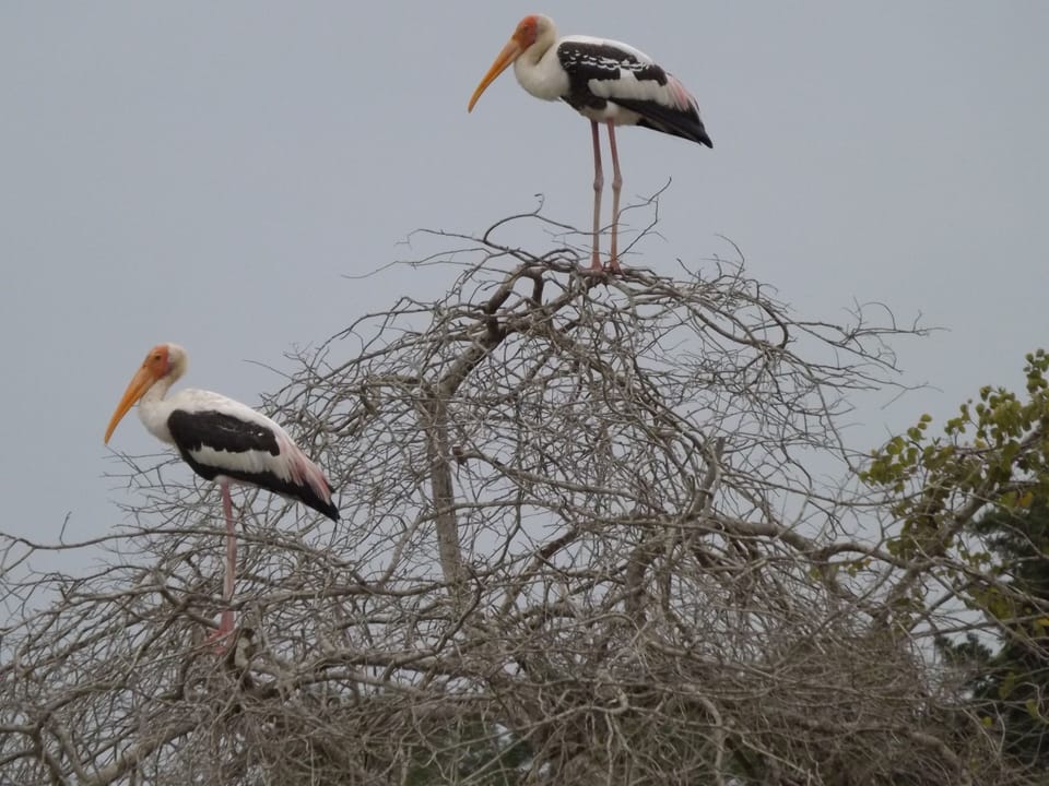 Painted Stork