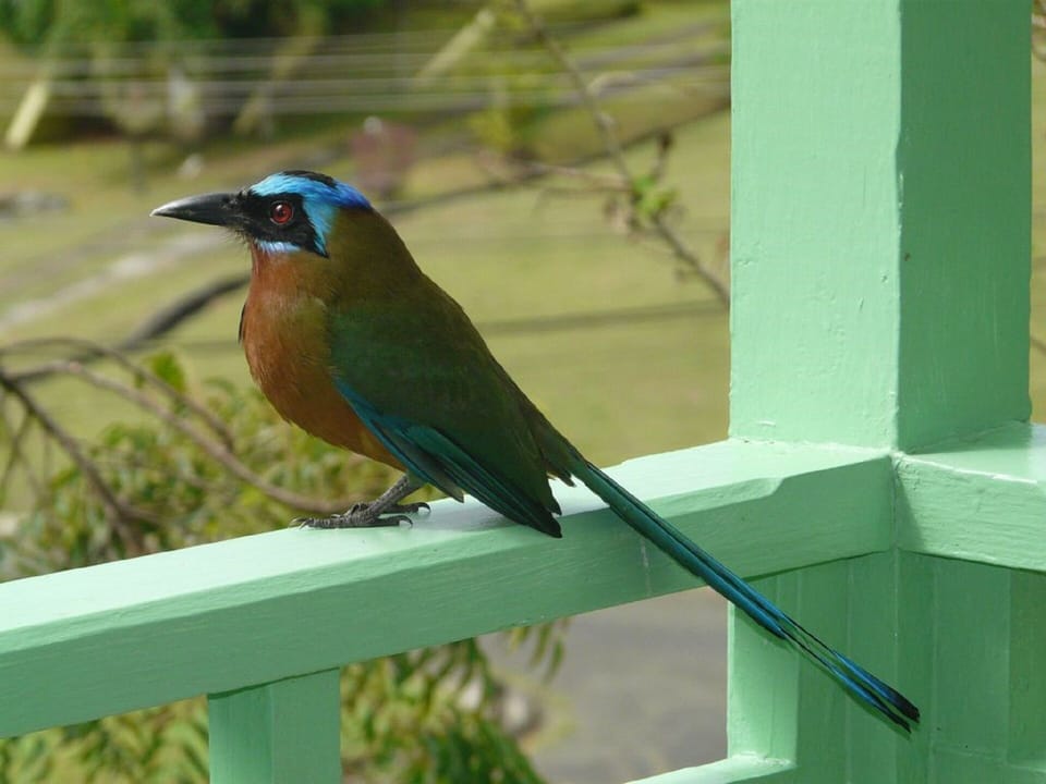 Visitor looking for breakfast