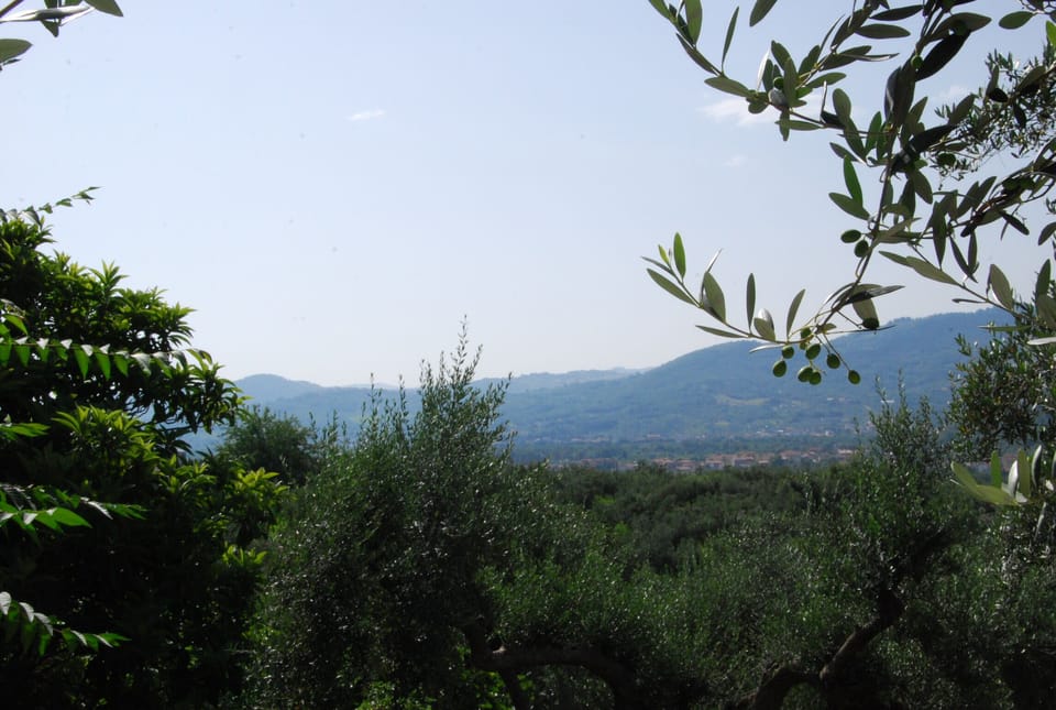  View through the olive trees that surround Casa Foelas from the pool deck 