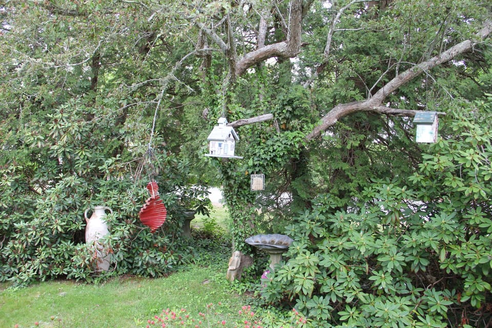 Birdwatching from the porch.  Bird feed provided.  Feed and they will come!