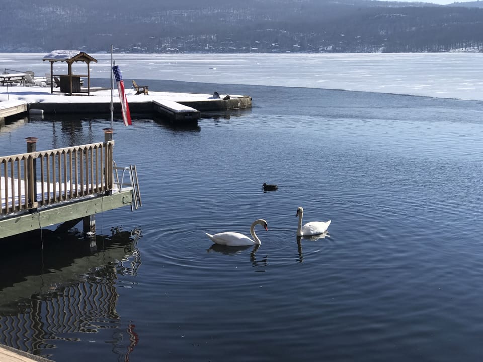 resident swans