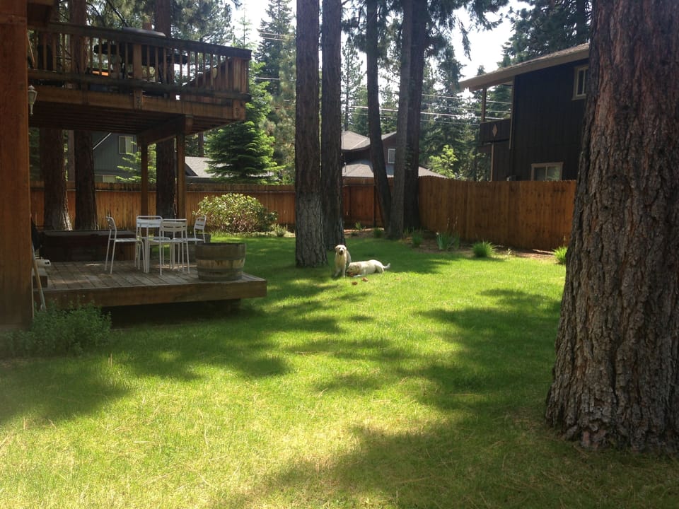 Backyard