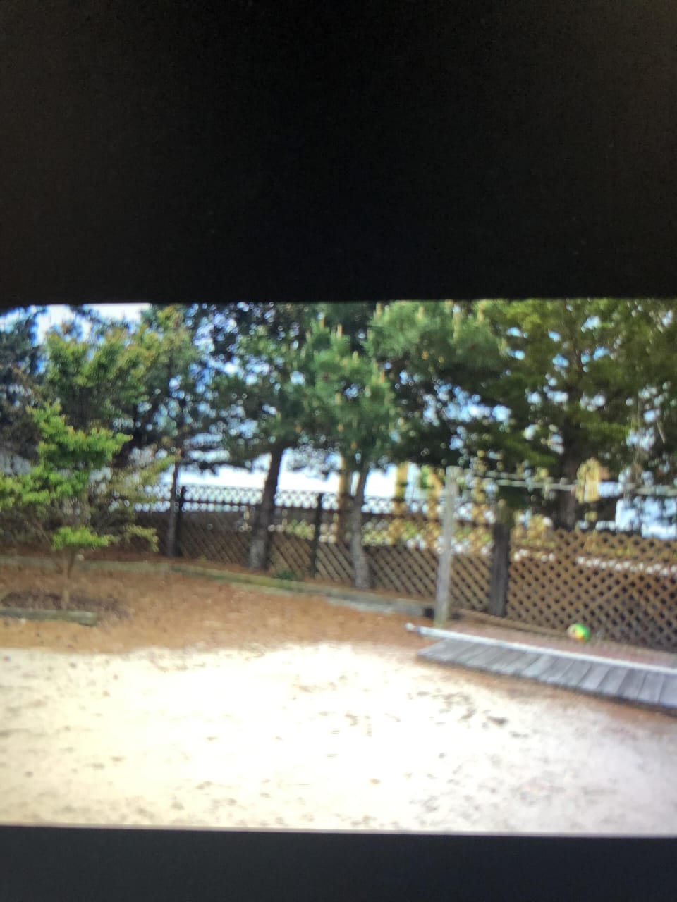 Back yard