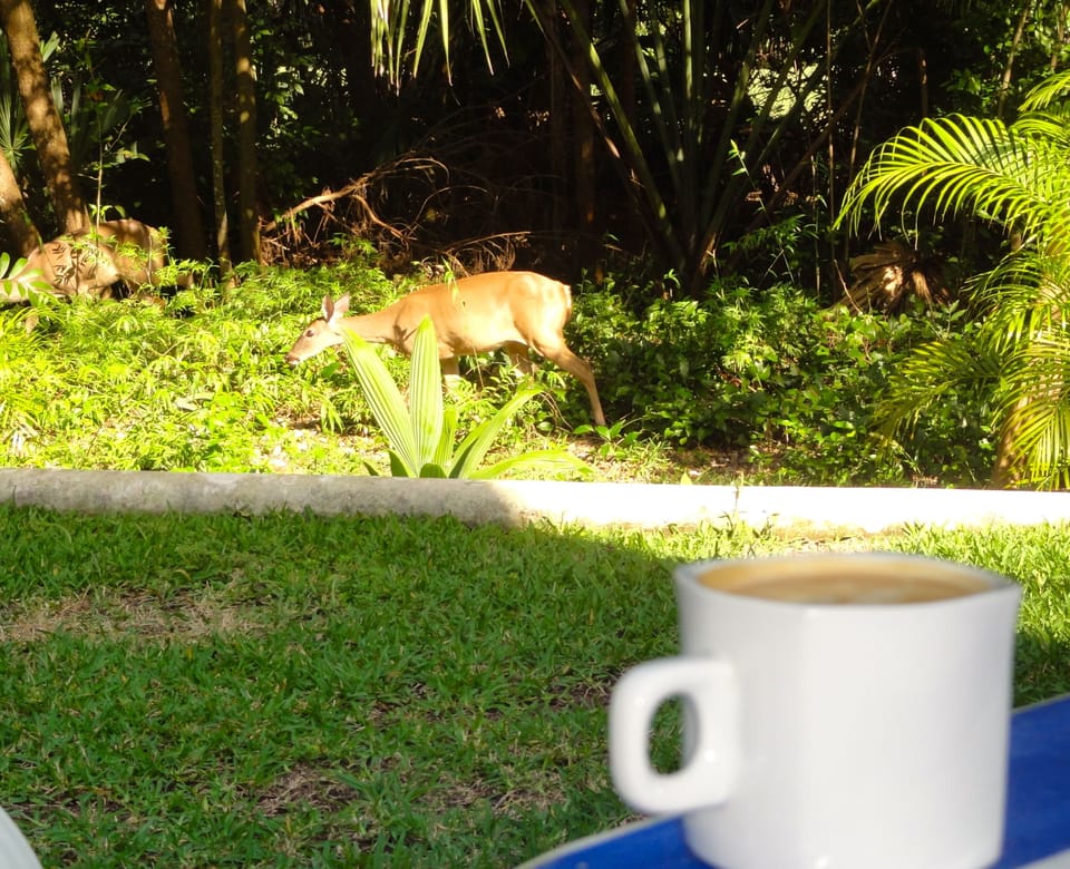Coffee on the patio, watching the baby dear.