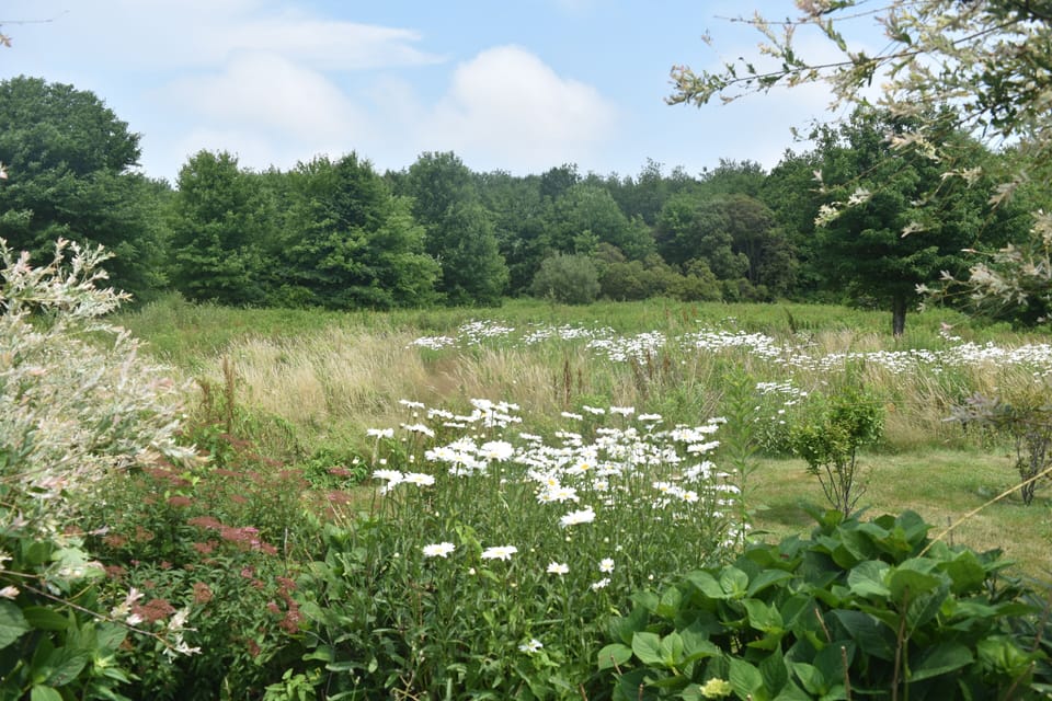 back meadow