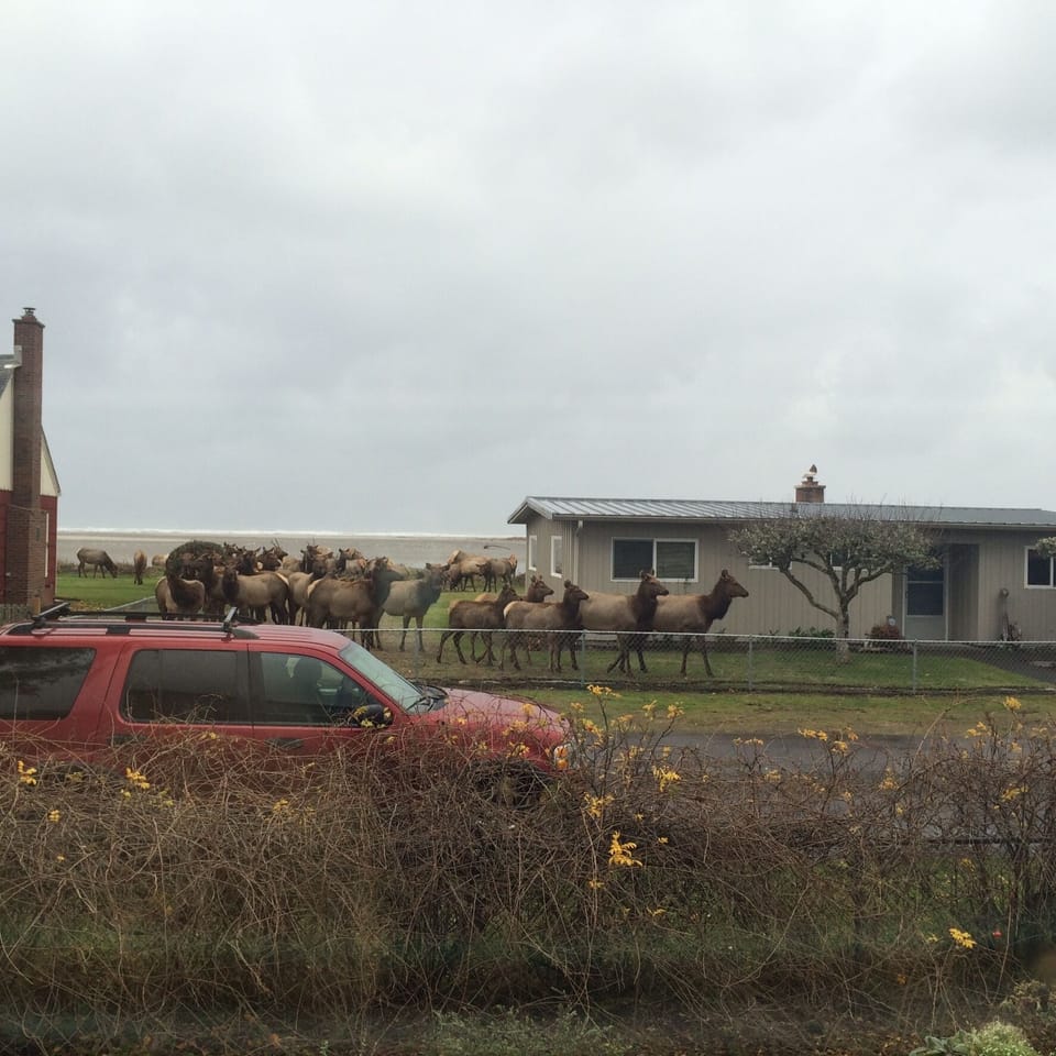 Gearhart Elk herd moving from Necanicum River Estuary through our yard. 