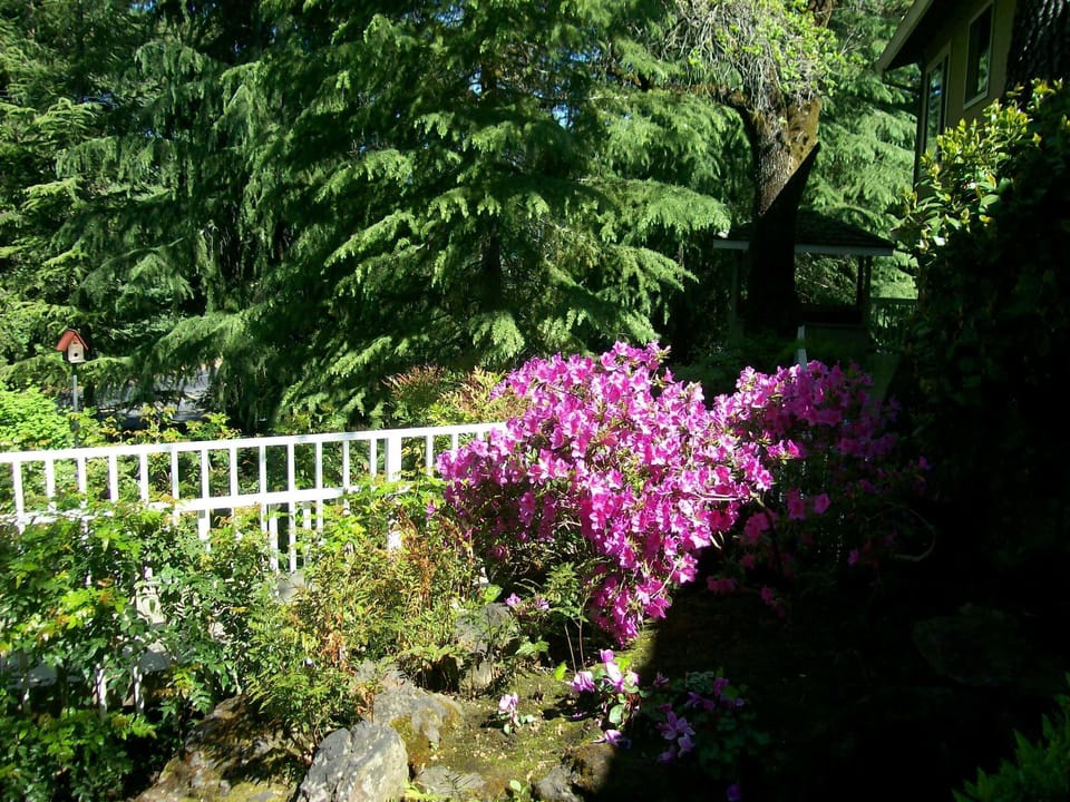 Azalea in bloom from deck.