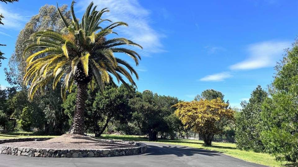 Circular driveway with large Canary Palm Tree