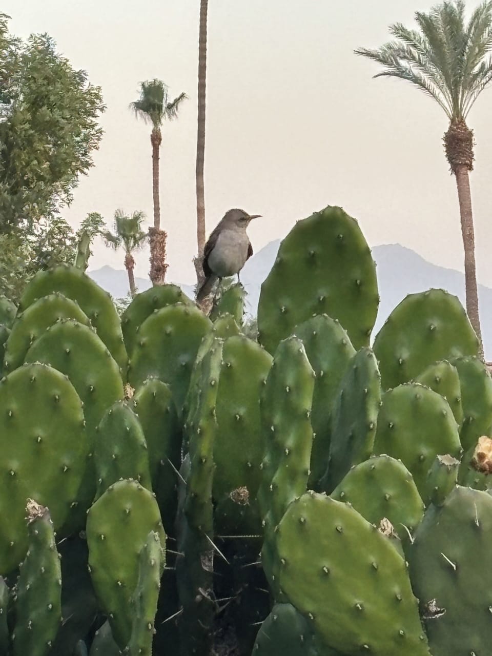 Patio guard