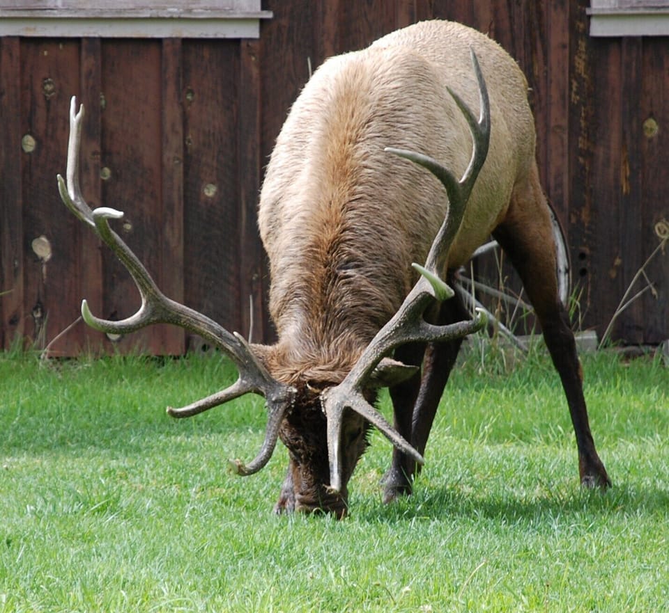 7 point bull elk enjoying the grass at Rockhedge