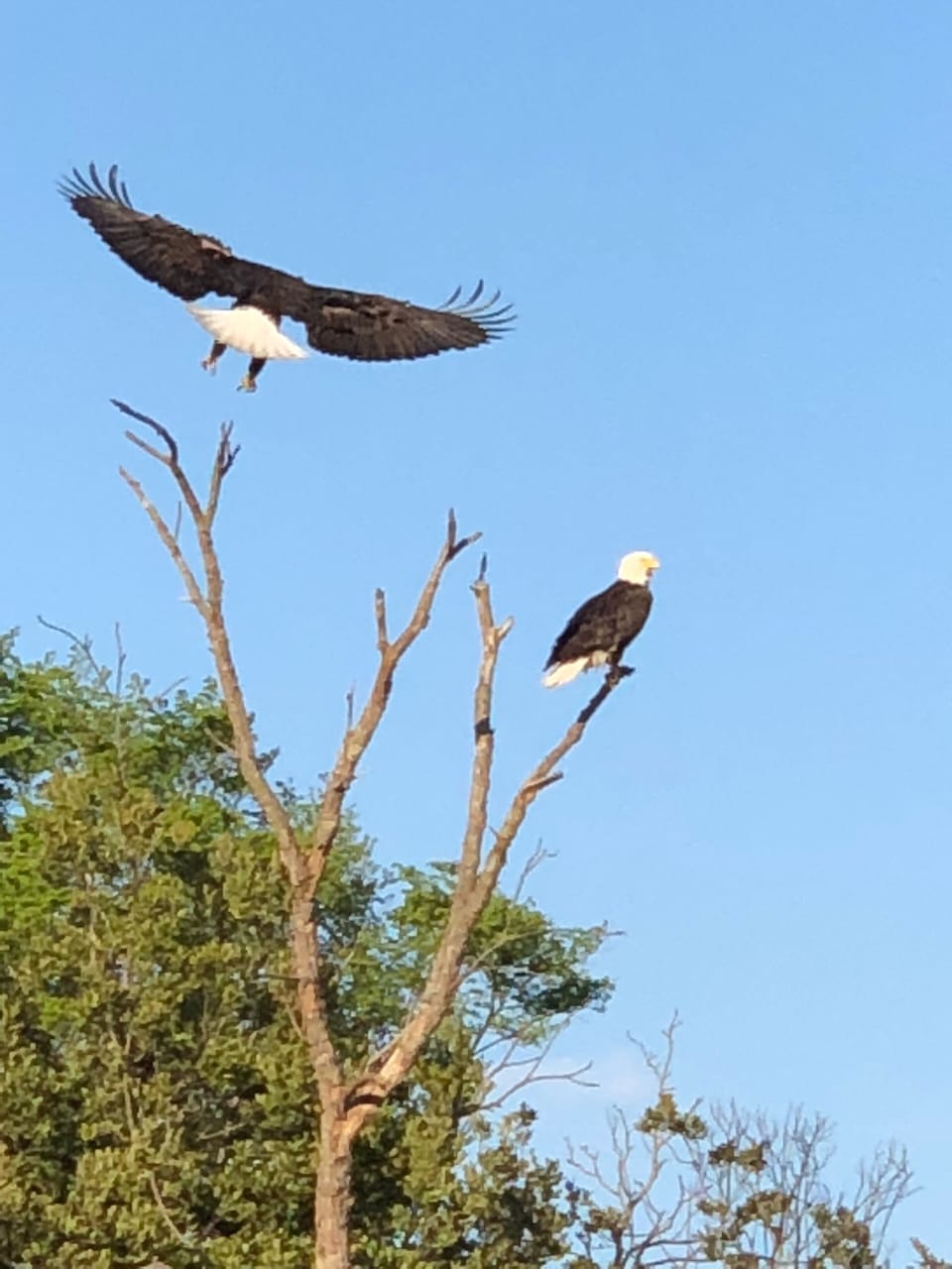 These guys like to hang out 80ft from the sea wall. 😊