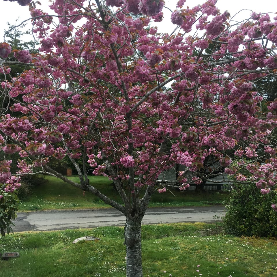 Front yard tree in spring