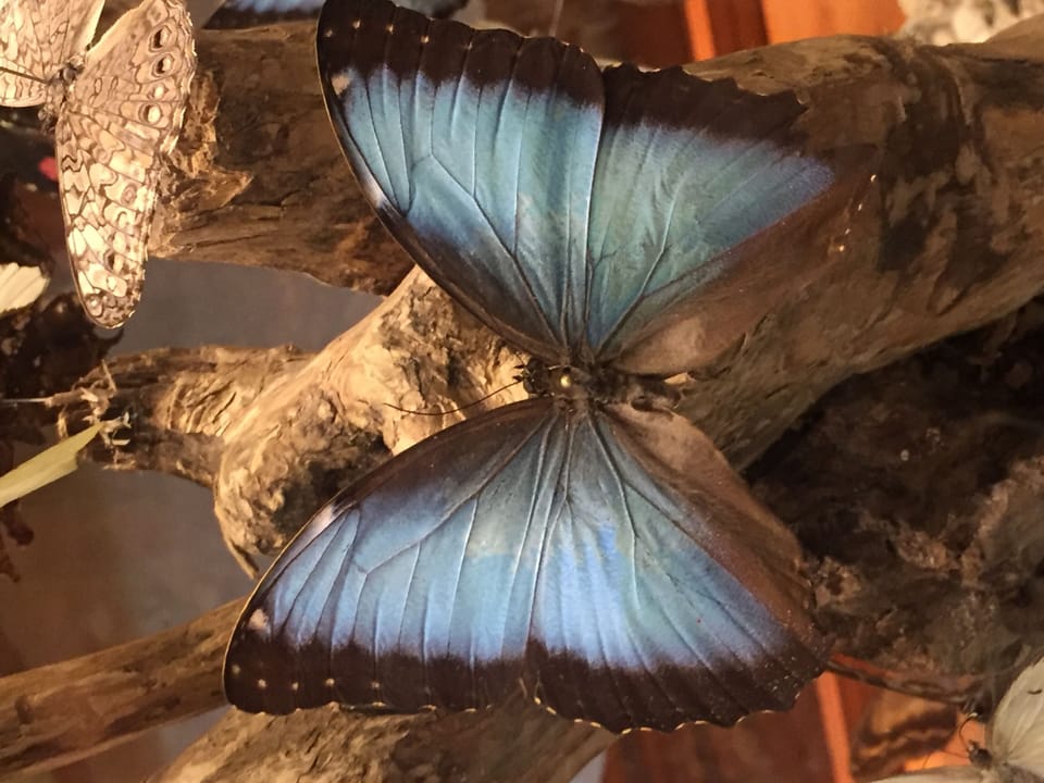 Mariposa on display !