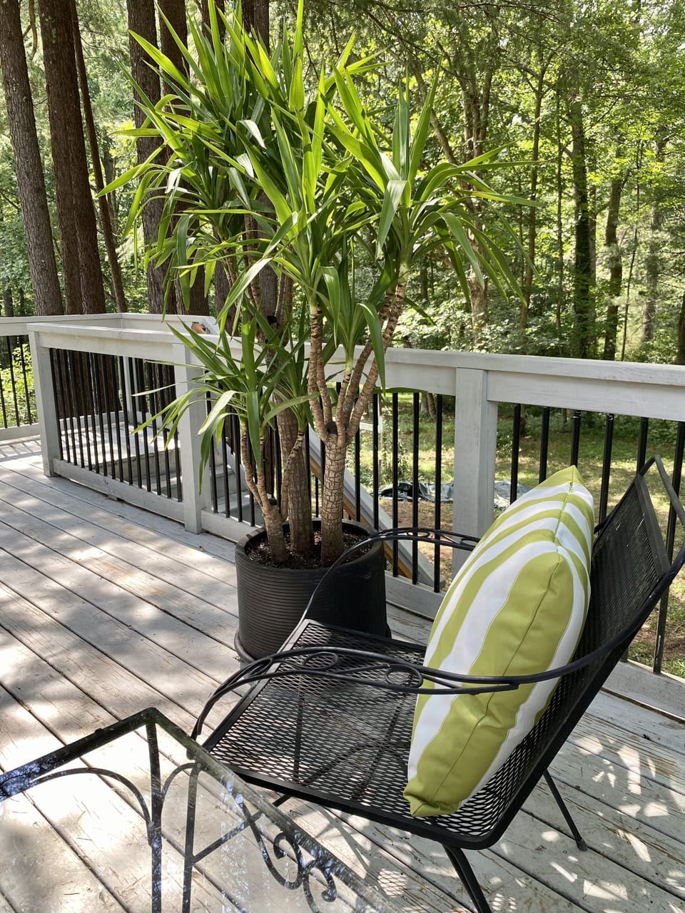 Back deck under a row of tall cedars
