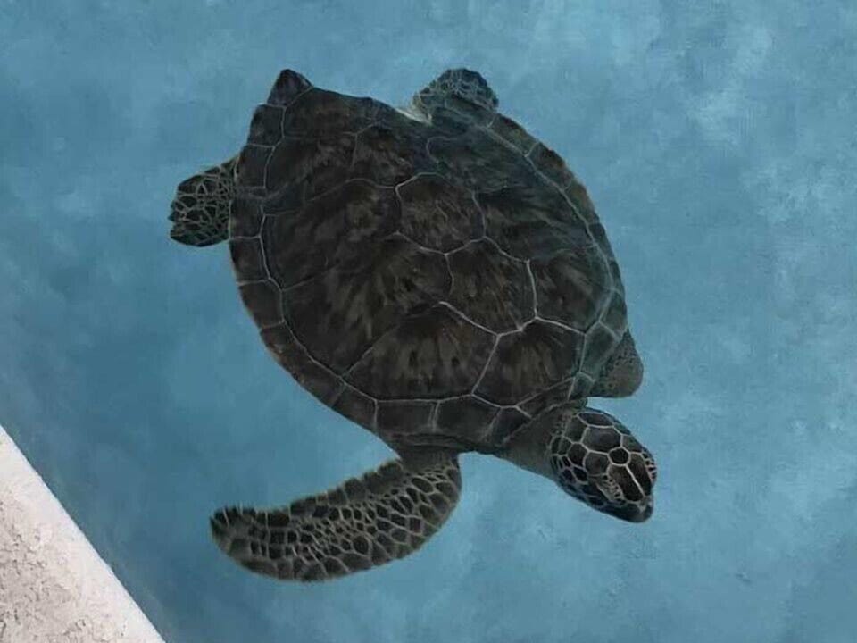 Visit the Navarre Beach Sea Turtle Conservatory