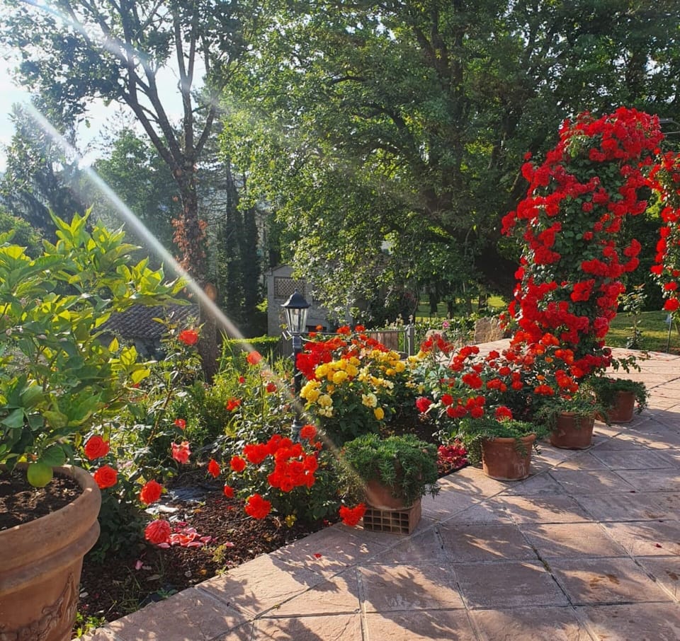 Flower, Plant, Plant Community, Petal, Flowerpot, Tree, Grass, Shrub, Groundcover, Flowering Plant