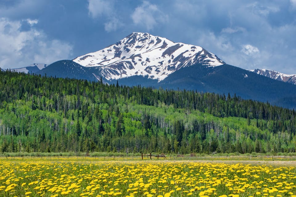A striking snow-capped mountain peak rises above dense evergreen forests and a vibrant meadow of yellow wildflowers in the surrounding area.