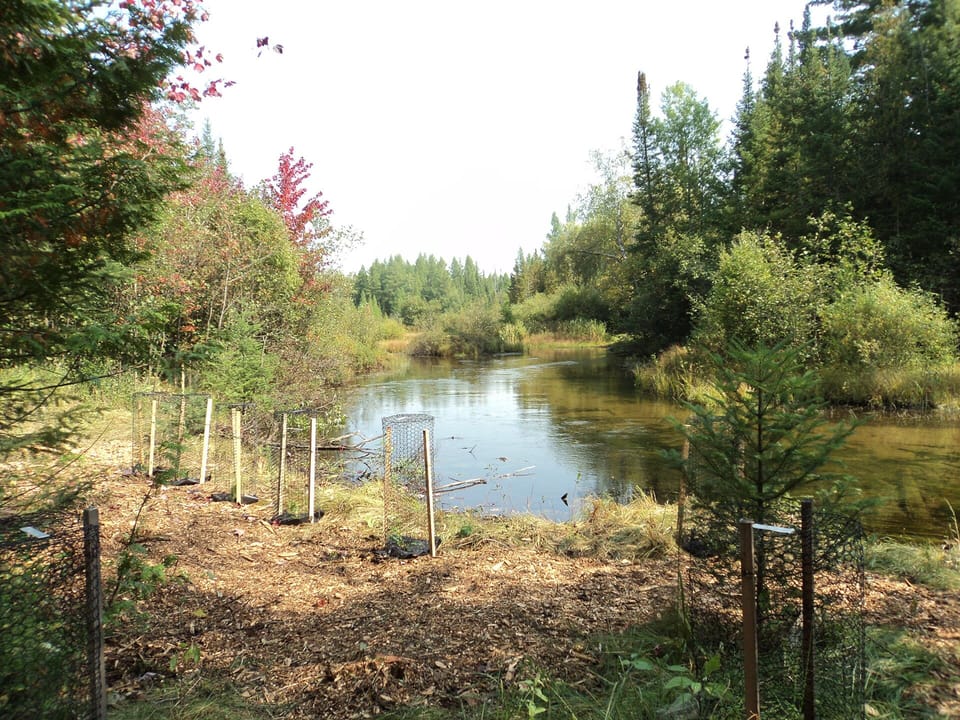 Ausable river with newly planted cedars
