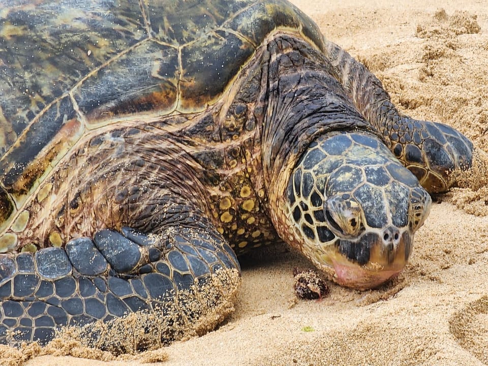 Hawaiian Sea Turle
