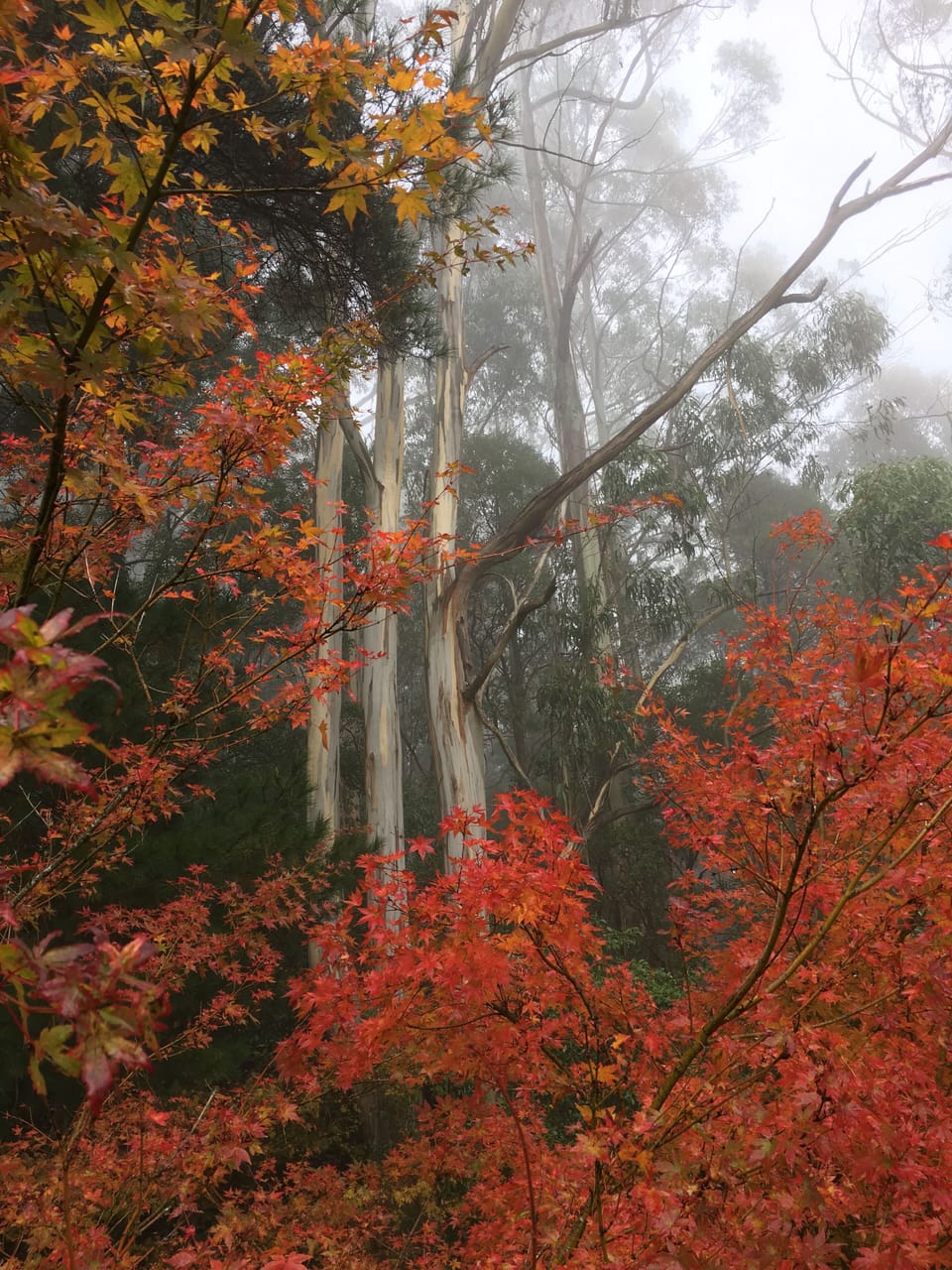 your Autumn garden view 
