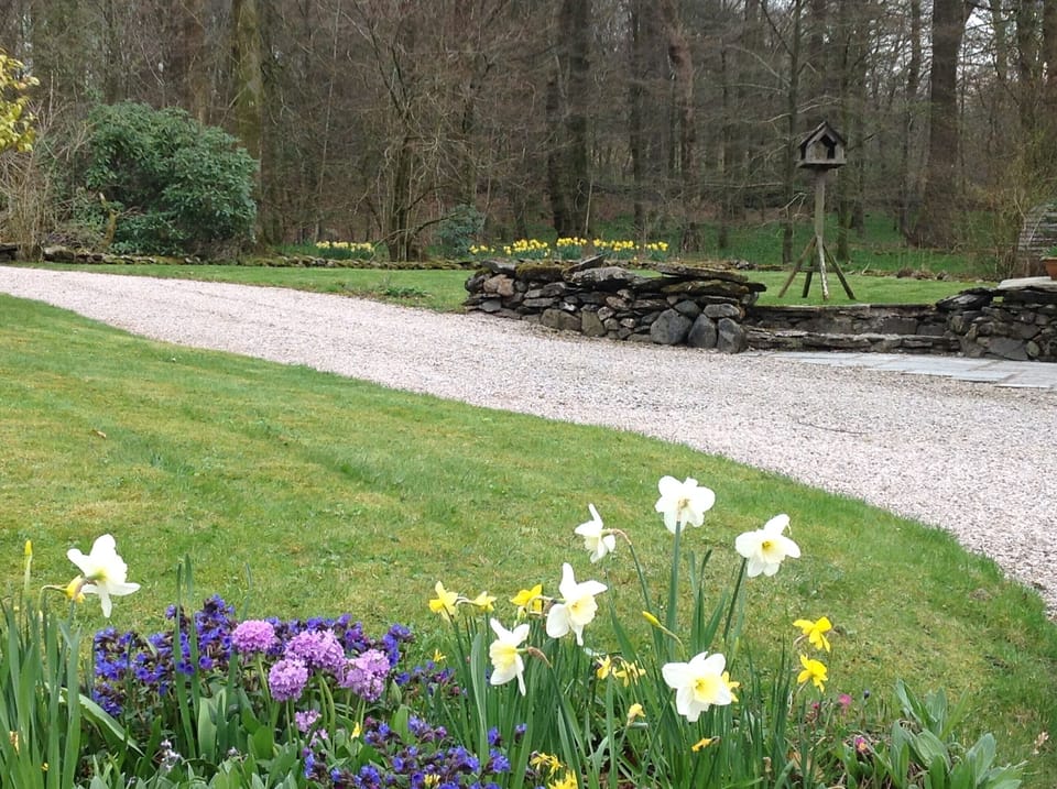 View from Tulip front door to woods