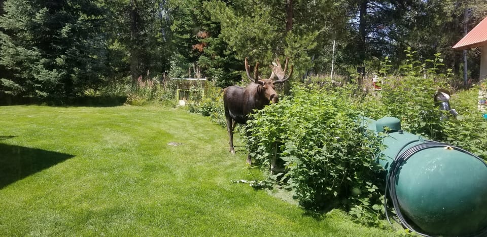 Our Pets we don't Pet!!!! keep your distance!