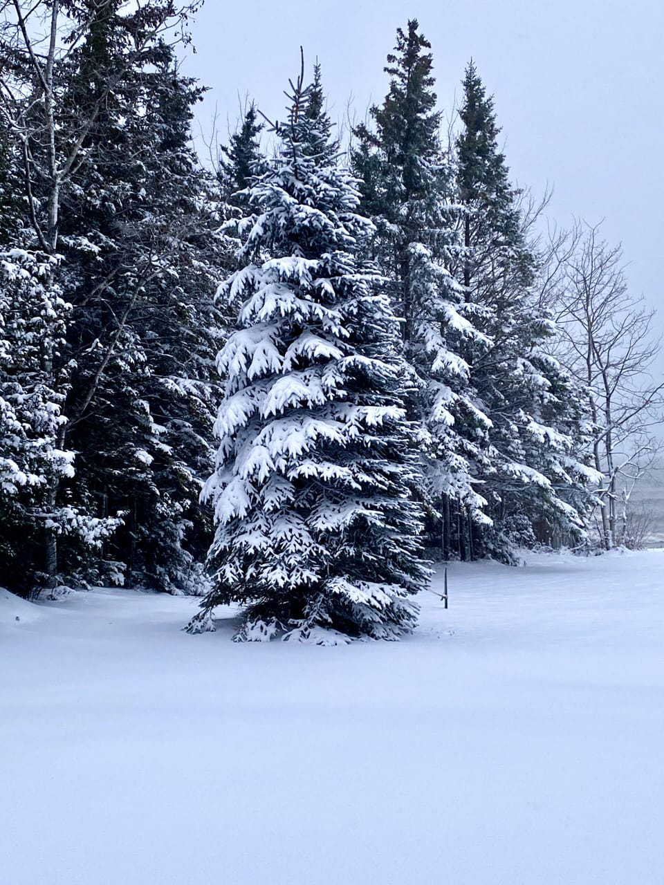 Blue Spruce in the front yard by the lake