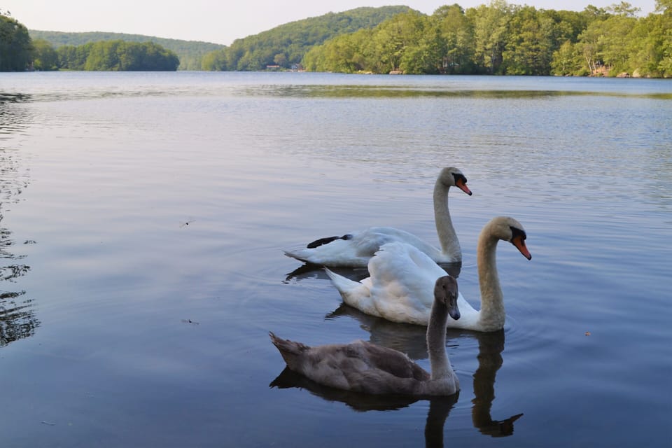 Long Pond is 1-mile long, with lots of wildlife