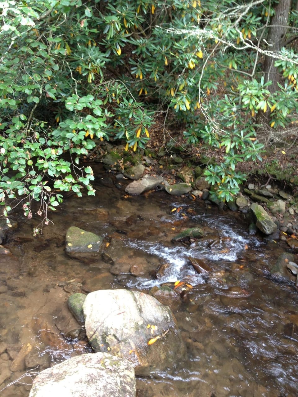 One of the Creeks in the Forest