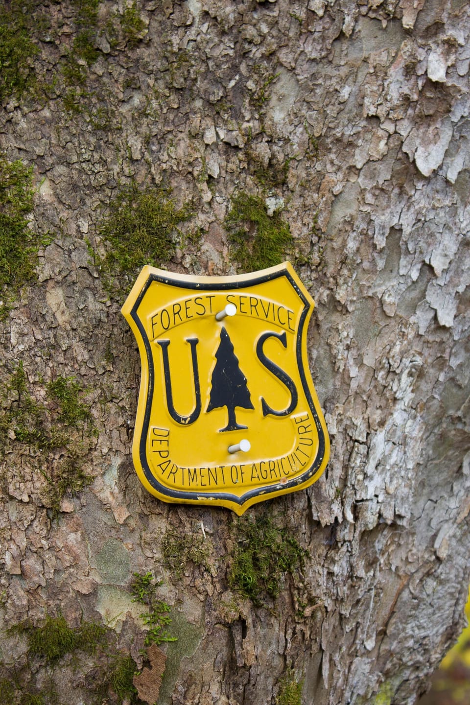 Pisgah National Forest marker