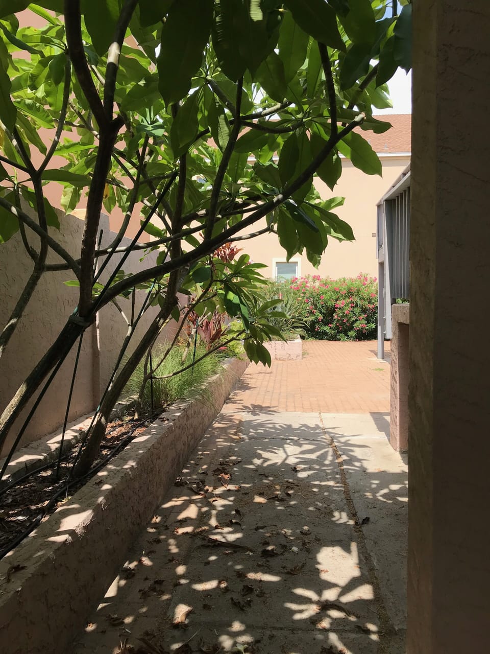 plumeria trees draping over the walkway to the back