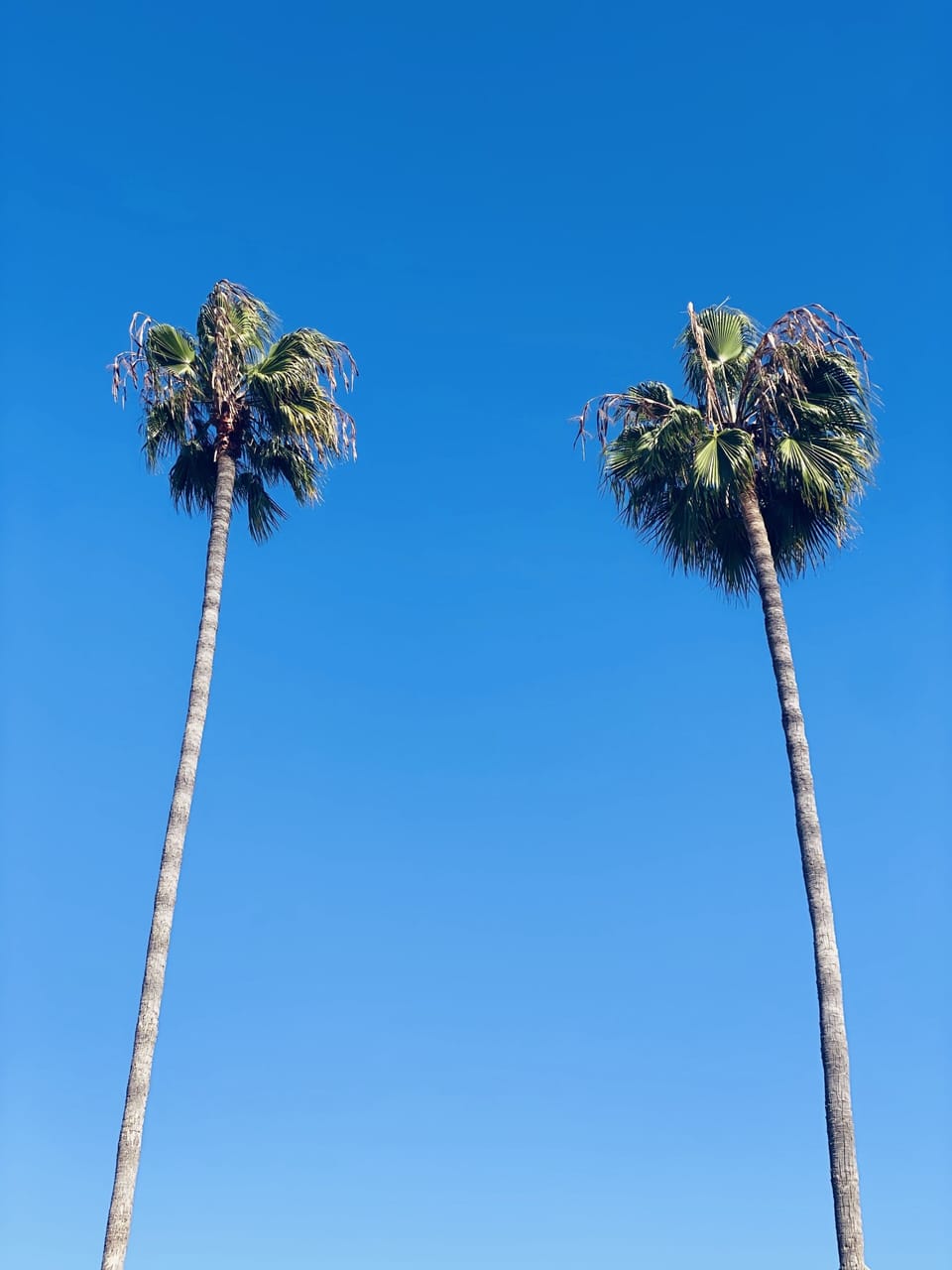 We have the tallest palm trees on the street so it's easy to find the house. :-)