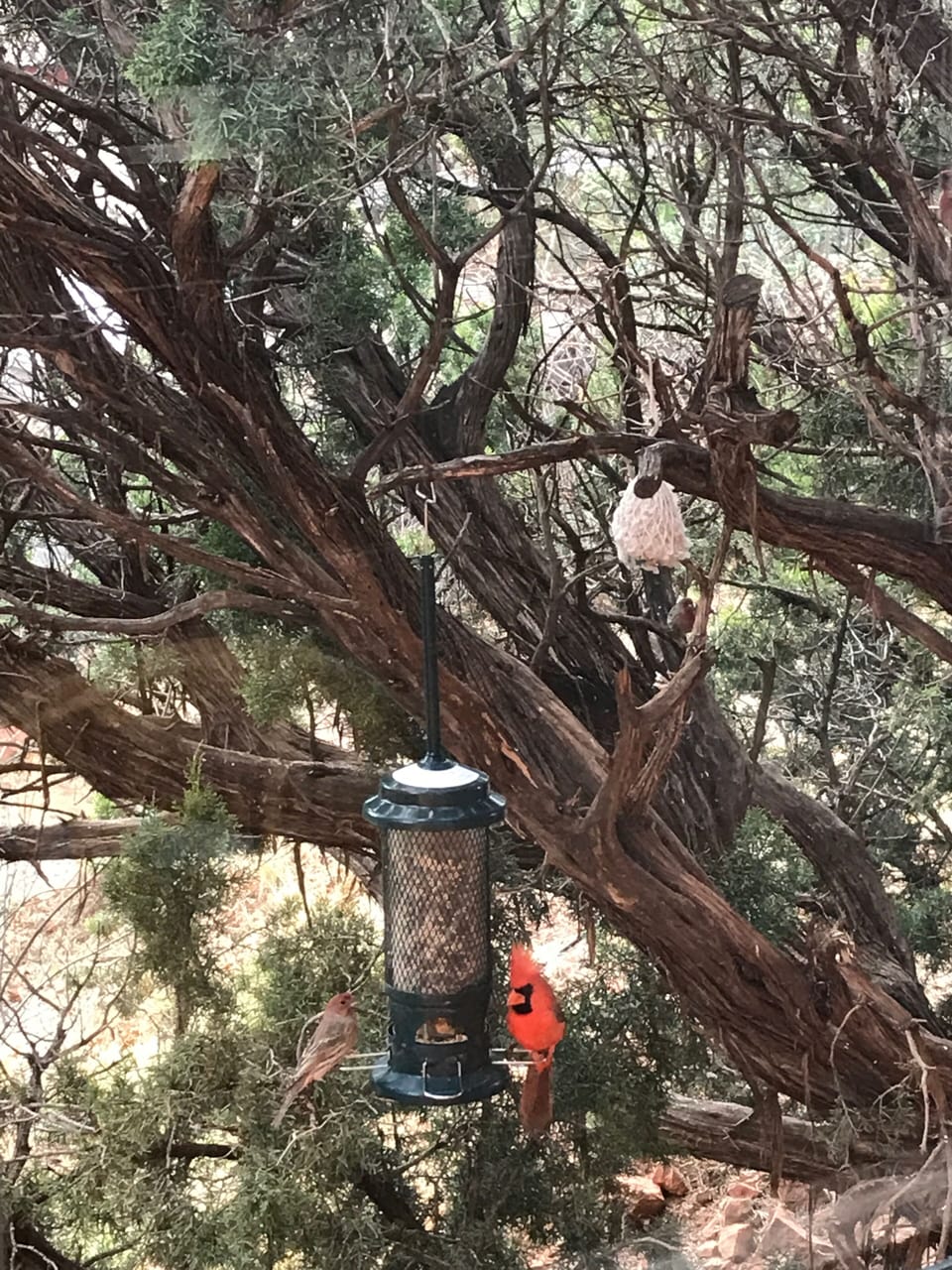 A cardinal joins the feast on the bird feeder outside the kitchen window.