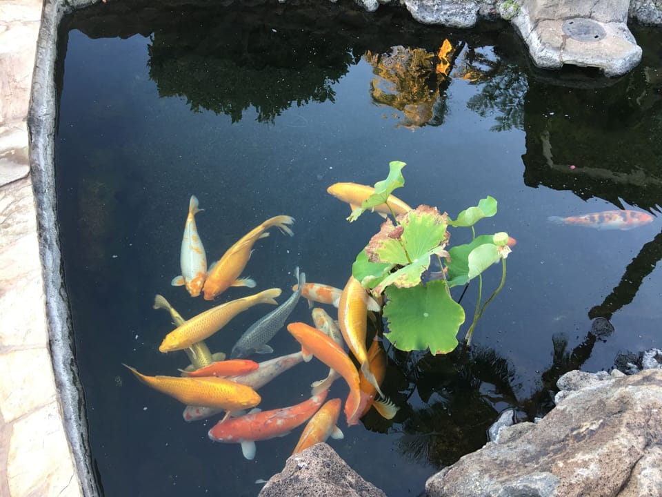 Beautiful Koi in the pond