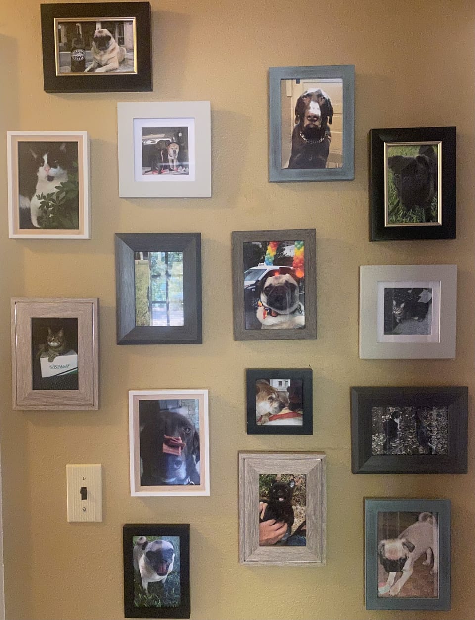 A wall in the hallway of home of our past & current beloved fur babies. 
