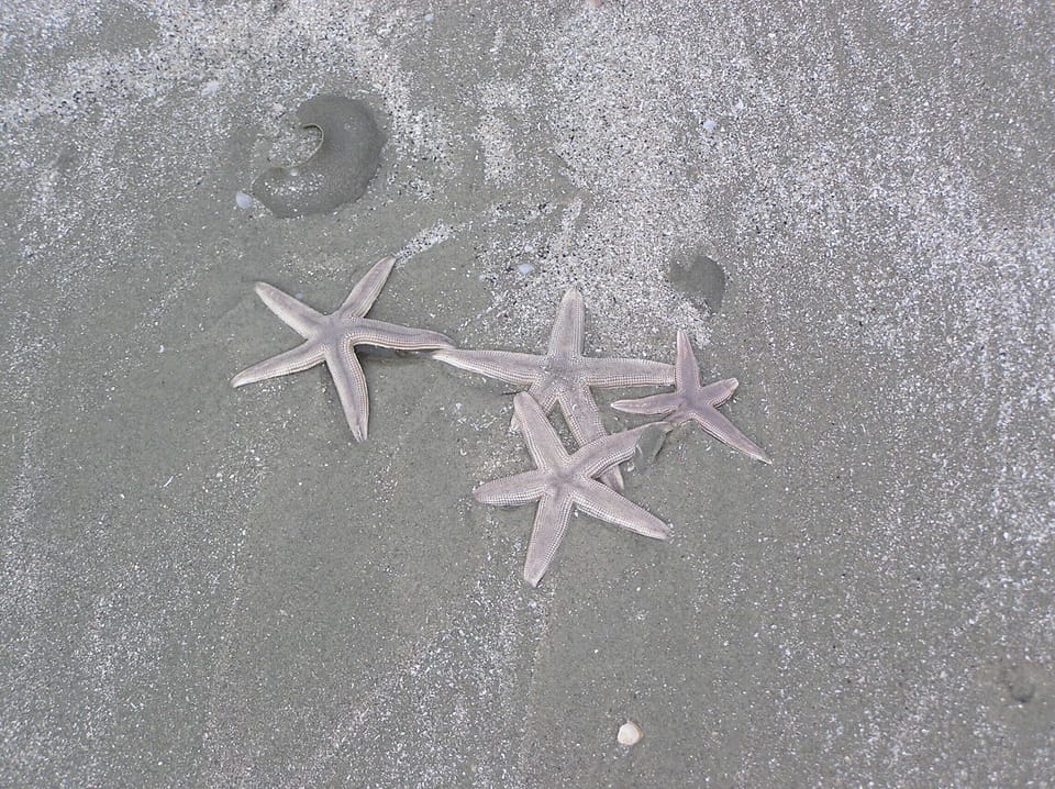 Wow starfish!