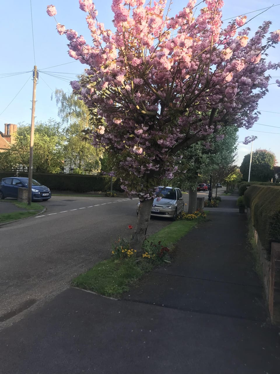 Tree lined streets in the avenue.