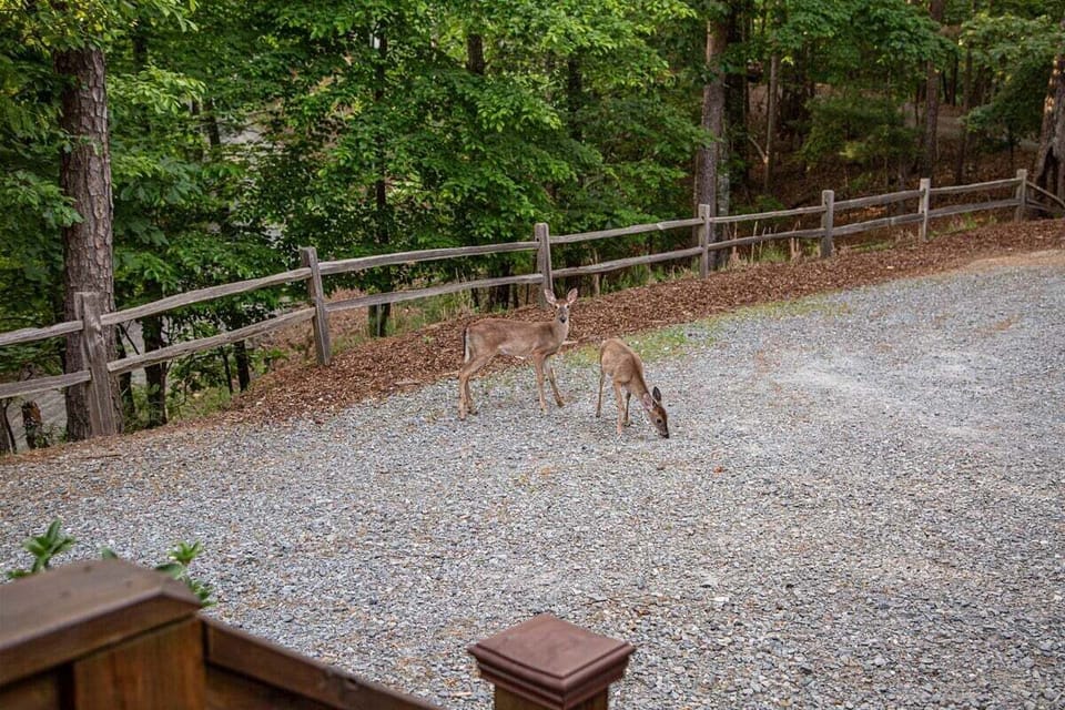 Make some deer friends while you stay