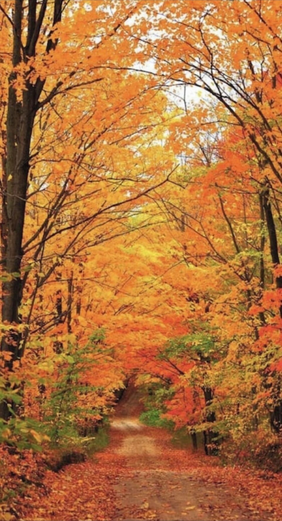 Through the woods and to your home.