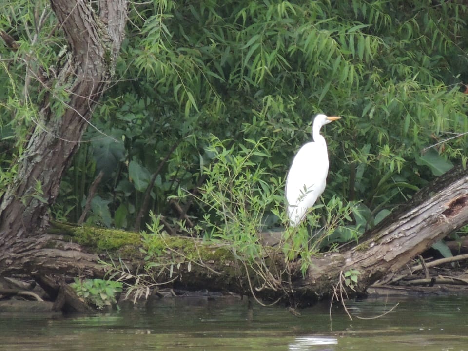 A regular visitor