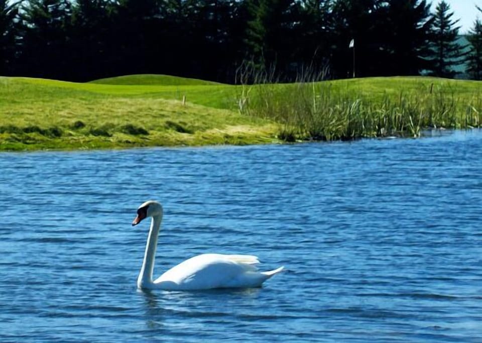 The Links Golf Course at Bowen Lake nearby. A bent-grass course!