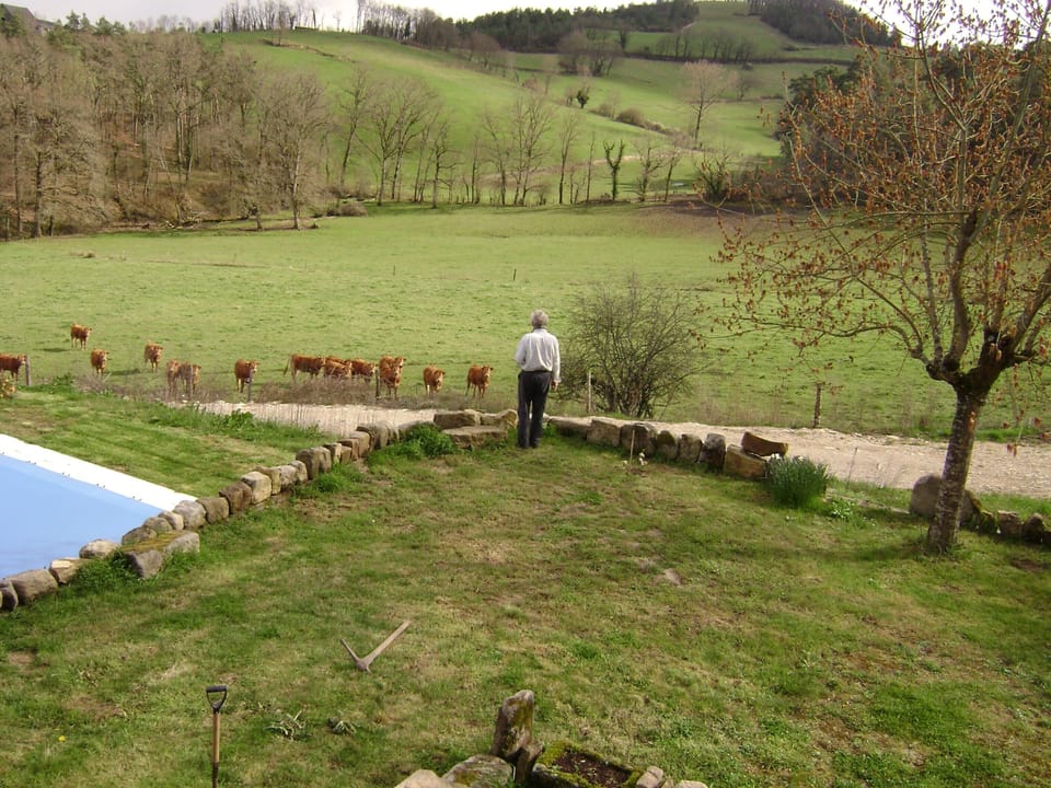 Limousin Cows